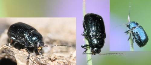 Réf. 255 855 : Cryptocephalus parvulus